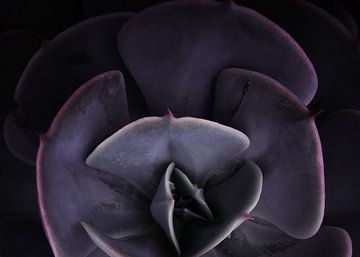 DARKSIDE OF SUCCULENTS VIII-3 von Pia Schneider