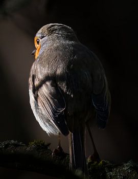 Rotkehlchen mit schönem Licht.