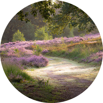 wandelen op de heide van Tania Perneel