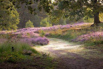 walking on the heath by Tania Perneel