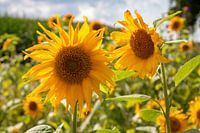 Schöne Sonnenblumen mit den gelben Blütenblättern