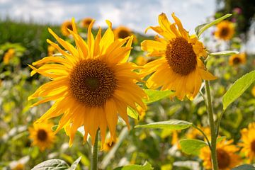 Mooie zonnebloemen met fel gele bloembladen van Henk Hulshof