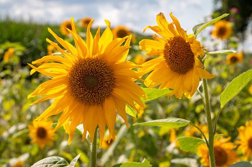Beautiful sunflowers with the yellow petals