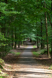 The green forest path by StePix