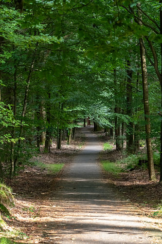 Der grüne Waldweg von StePix