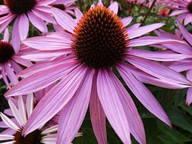 Echinacea van Ton Horst