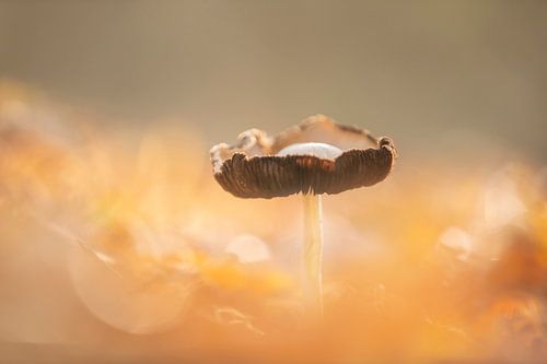 Champignon en automne