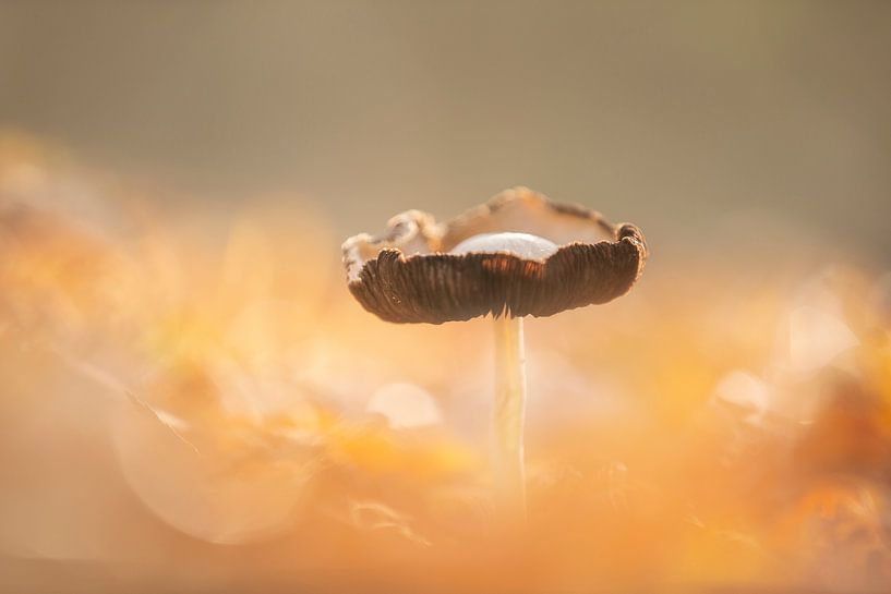 Mushroom in autumn by Heidi van den Bogaard