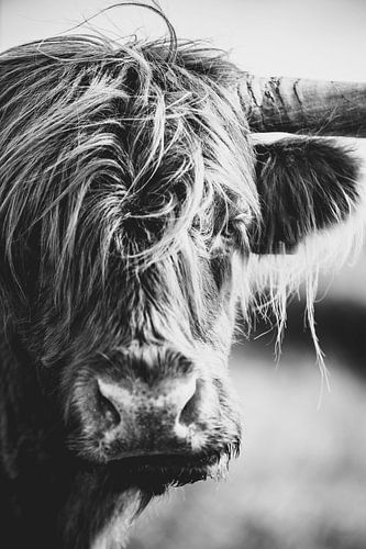 Portrait d'un Highlander écossais sur Niels van Fessem