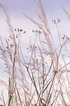 Doux coucher de soleil pastel avec des herbes de dunes sur Christa Stroo photography