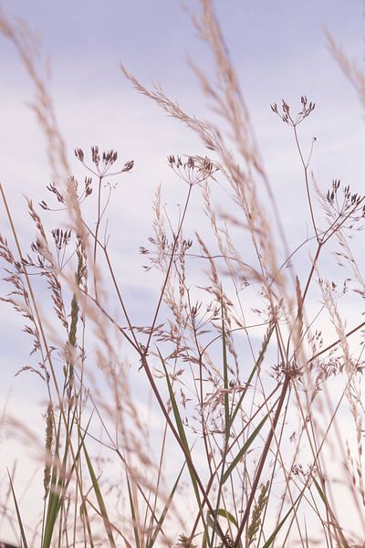 Doux coucher de soleil pastel avec des herbes de dunes par Christa Stroo photography