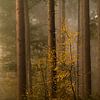 Wald in Herbstfarben von Rik Verslype