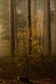 Forêt aux couleurs de l'automne