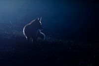 Hunting in the moonlight