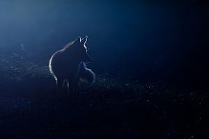 Hunting in the moonlight sur Pim Leijen