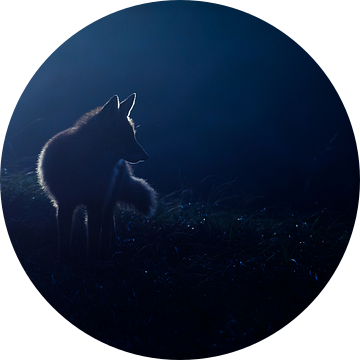 Hunting in the moonlight van Pim Leijen