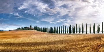 Paysage ensoleillé de Toscane avec sentier de cyprès
