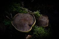 Champignons dans l'obscurité