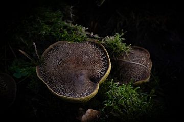 Paddenstoelen in het donker