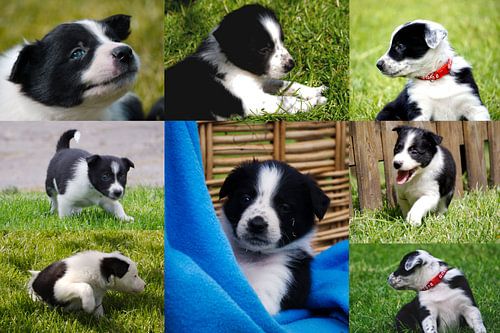Border Collie Puppies