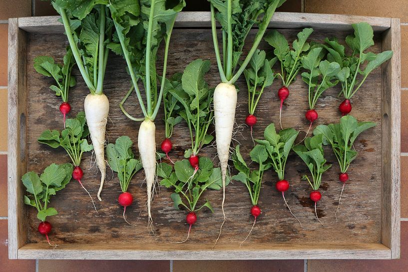 Radishes and radishes in neighborhood by Karina Gebert