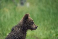 Junger wilder Braunbär