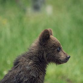 Young wild brown bear by JNphotography