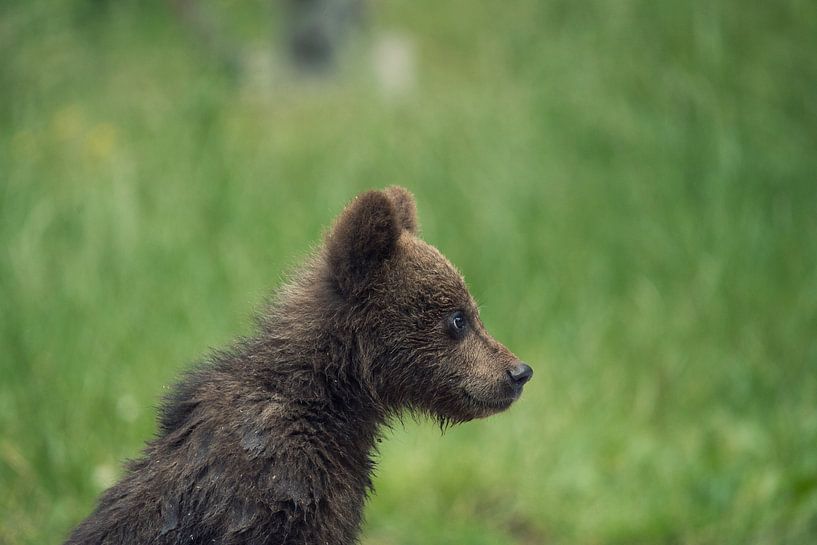 Jeune ours brun sauvage par JNphotography