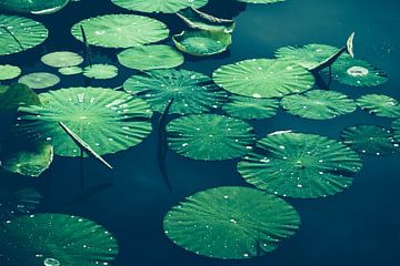 Water lily leaves on water by Dirk Wüstenhagen