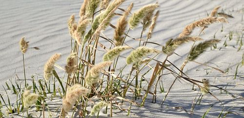Beach grass on the beach