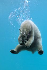 diving and playing