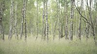 Birch Grove