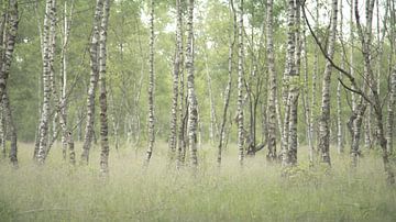 Forêt de bouleaux sur Saskia Strack