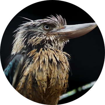 Prachtige vogel Kookaburra van Chloë Luyckx