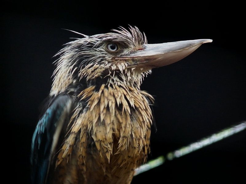 Beautiful bird Kookaburra by Chloë Luyckx