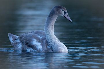 Cygne au lever du soleil sur Gijs Verbeek