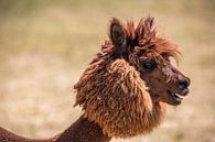 Portrait of a shorn alpaca, siofok hungary balaton by Fotos by Jan Wehnert thumbnail