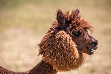 Portret van een geschoren alpaca, siofok hongarije balaton van Fotos by Jan Wehnert