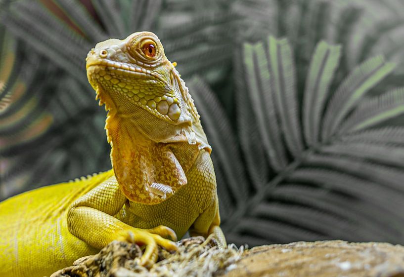 Iguana hagadis portrait by Gabrielle van der Hel
