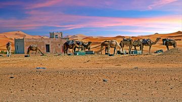 Kamelen in de Sahara woestijn bij zonsondergang in Marokko van Eye on You