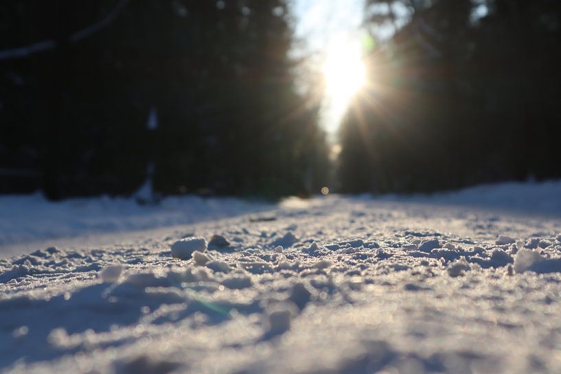 Snowy forest in Epe by Nicole Van Stokkum