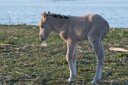Konik foal