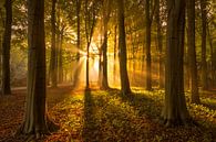 Forêt d'automne avec rayons de soleil par Martijn van der Nat Aperçu