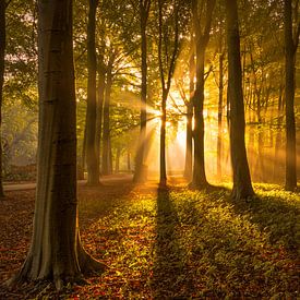 Herfstbos met Zonnestralen van Martijn van der Nat