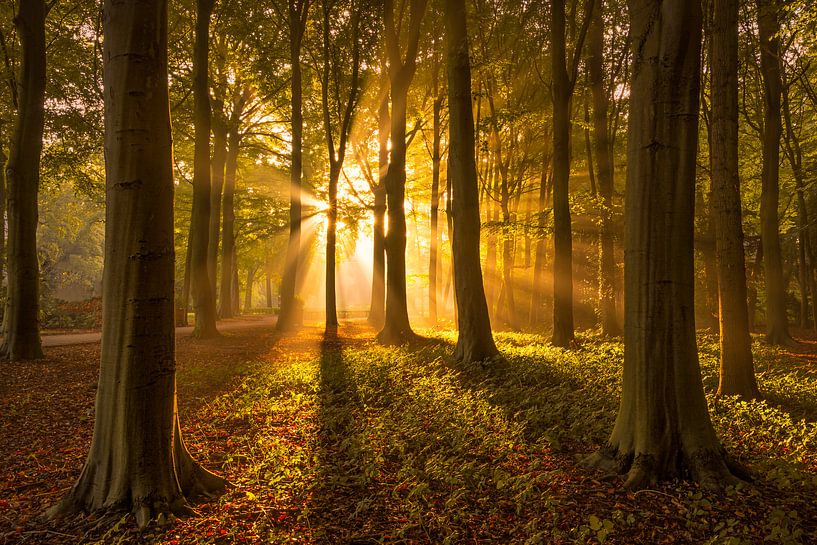 Forêt d'automne avec rayons de soleil par Martijn van der Nat