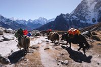 Passerende jaks nabij Everest