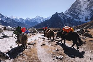 Vorbeiziehende Yaks in der Nähe des Everest von Moniek Kuipers