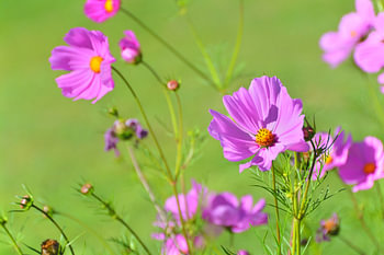 Levendig bloeiende roze bloemen van Cosmos bipinnatus