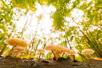 Champignon de porcelaine lors d'une journée d'automne dans une forêt de hêtres sur Sjoerd van der Wal Photographie