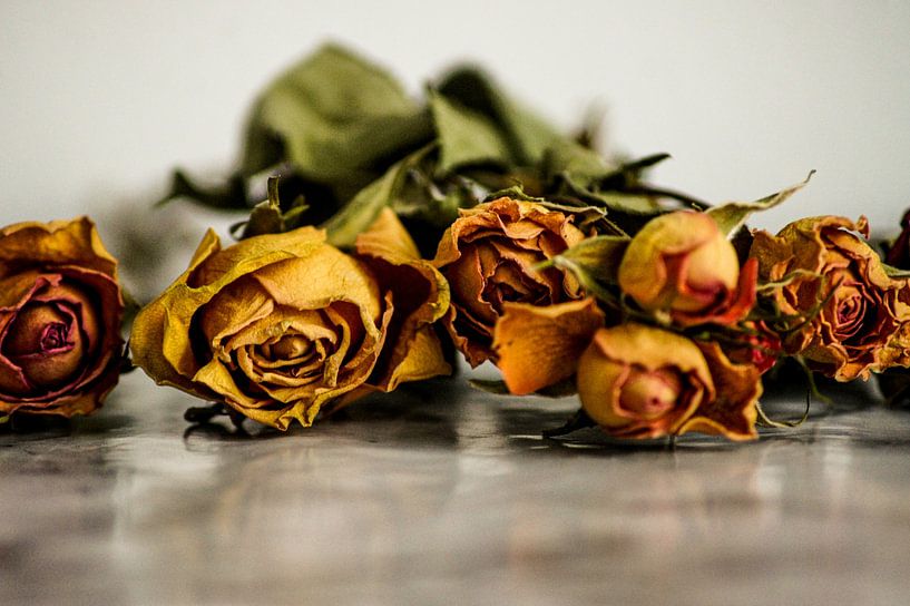 Orange dried roses by Niek Traas